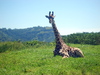 girafe assis