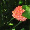 Ixora en fleurs