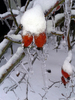 Cynorrhodons dans la glace et la neige
