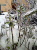 plantes en cage de glace
