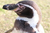 Pingouin à pattes noires - gros plan