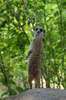 suricate
