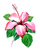 fleur d'hibiscus