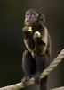 petit singe qui prie
