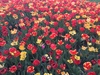 tulipes 2