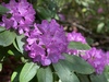 rhododendron rose