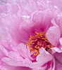 pion rose