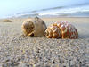 coquillages sur la plage