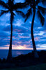 palmiers après le coucher du soleil