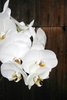 plaisir d'orchidée