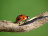 coccinelle