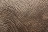 peau d'éléphant
