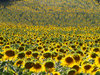 champ de tournesol