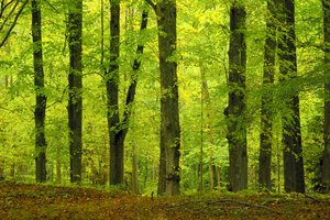 bois de hêtre en automne: 