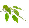 feuilles de ficus