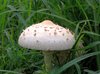 champignon "crinière hirsute"