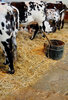 vaches laitières dans la grange