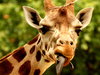 girafe