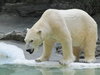 ours polaire.