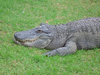 crocodile souriant
