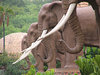 statues d'éléphants