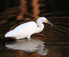 aigrette neigeuse