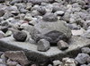 rochers de tortue