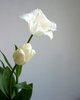 tulipe blanche 2