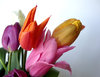 tulipes 2