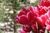 tulipes rouges en lisse