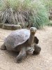 tortue géante