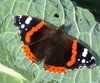 papillon sur feuille de chou