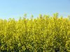 champs de colza 8