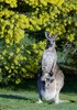 kangourous
