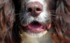 nez de chien heureux en bonne santé