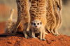 chiot suricate et adultes