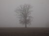 arbre dans le brouillard