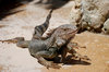 leguan aruba
