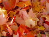 fond de feuilles d'automne
