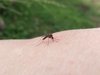 alimentation des moustiques