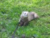 furet