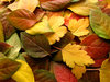 feuilles d'automne 2