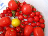 seau à tomates ( 4 )
