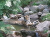 tigre se détendant dans le ruisseau