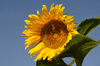 tournesol