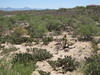 désert de l'arizona
