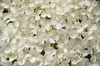 hortensia blanc 1