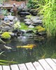 poisson dans le jardin japonais