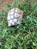 tortue