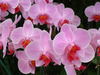 une orchidée en rose